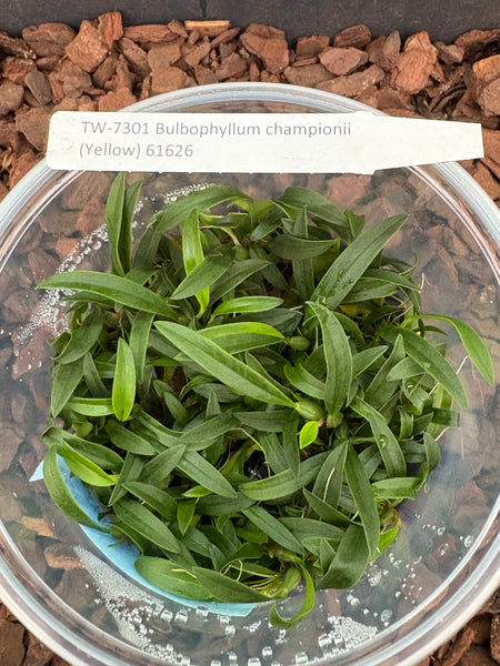 FLASK  Bulbophyllum championii (Yellow)