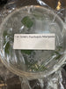 Flask Psychopsis Mariposa