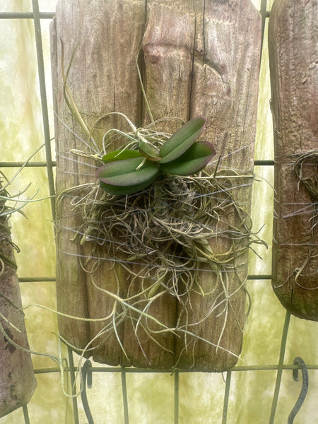 Schoenorchis fragrans