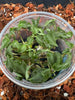 FLASK  Goodyera yangmeishanensis  JEWEL ORCHID