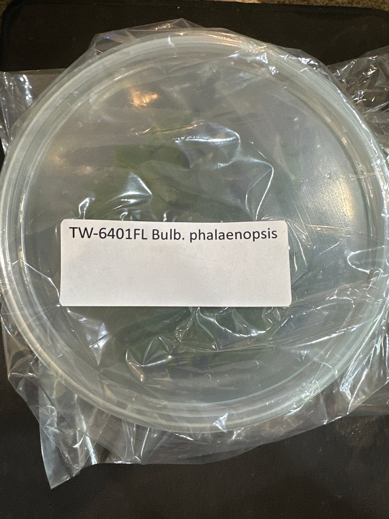 Flask Bulb. phalaenopsis