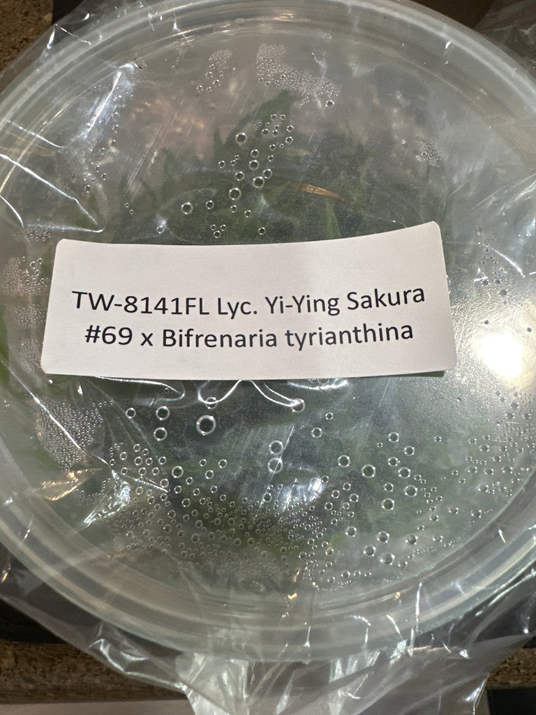 Flask Lyc. Yi-Ying Sakura #69 x Bifrenaria tyrianthina