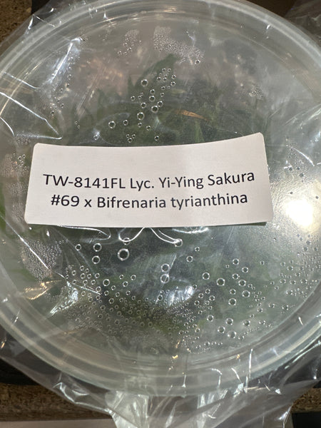 Flask Lyc. Yi-Ying Sakura #69 x Bifrenaria tyrianthina