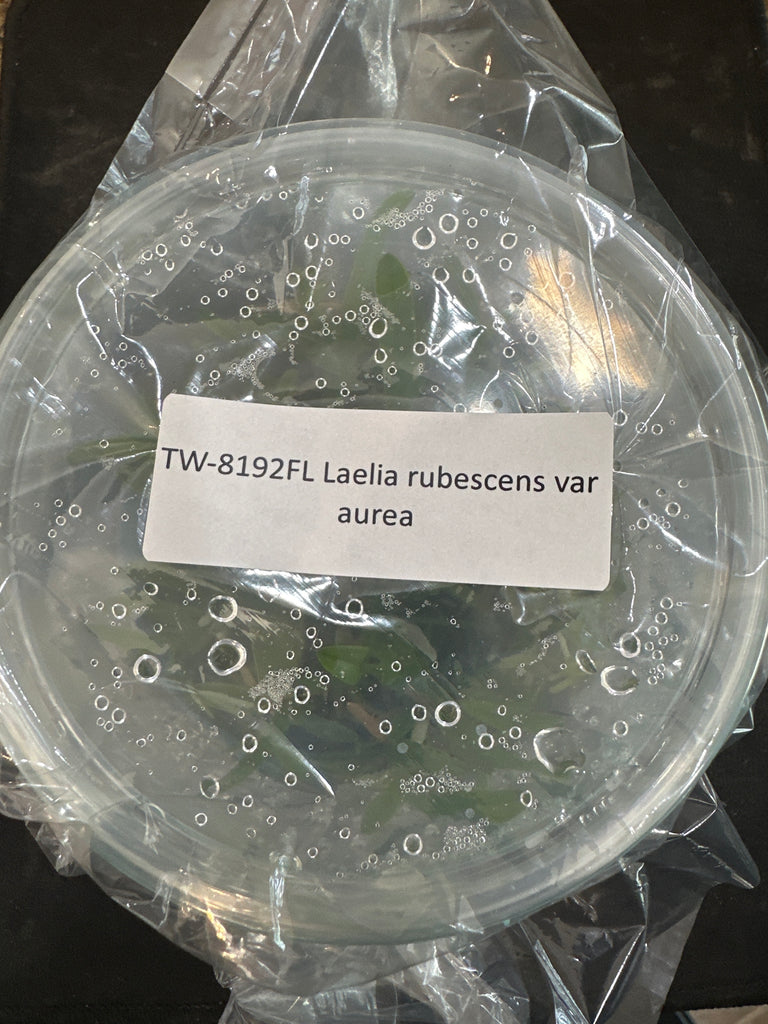 Flask Laelia rubescens var aurea