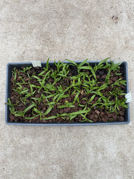 Angraecum comorense Community Tray