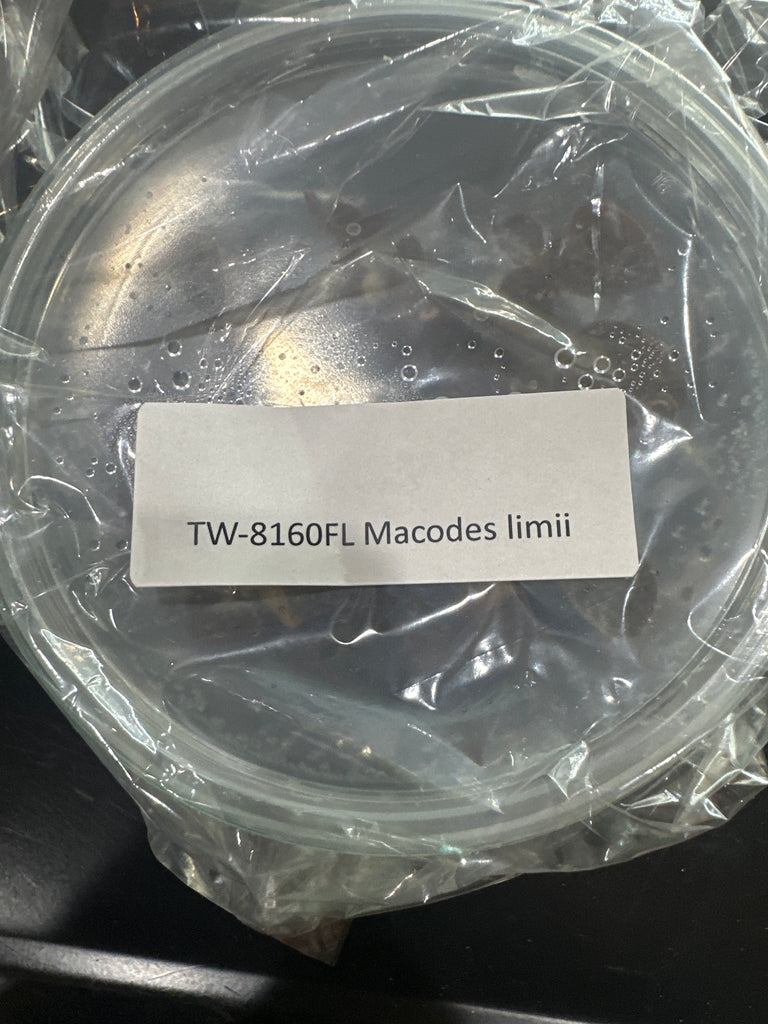 Flask Jewel Macodes limii