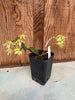 Dendrobium officinale