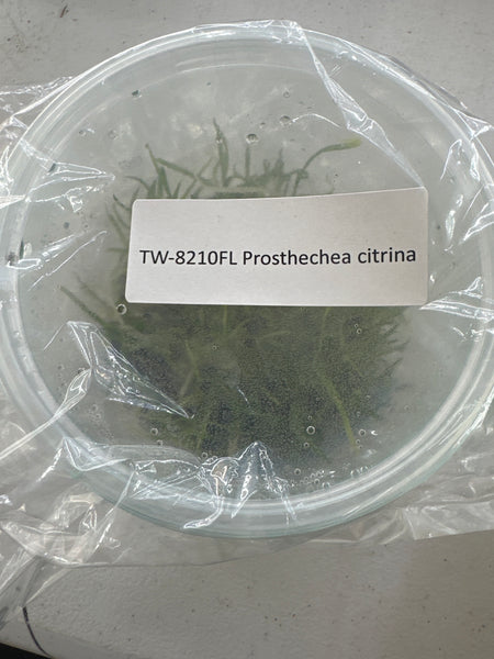 FLASK Prosthechea citrina
