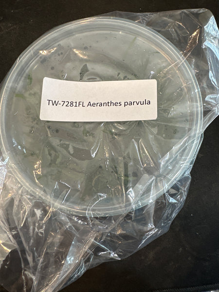 Flask Aeranthes parvula