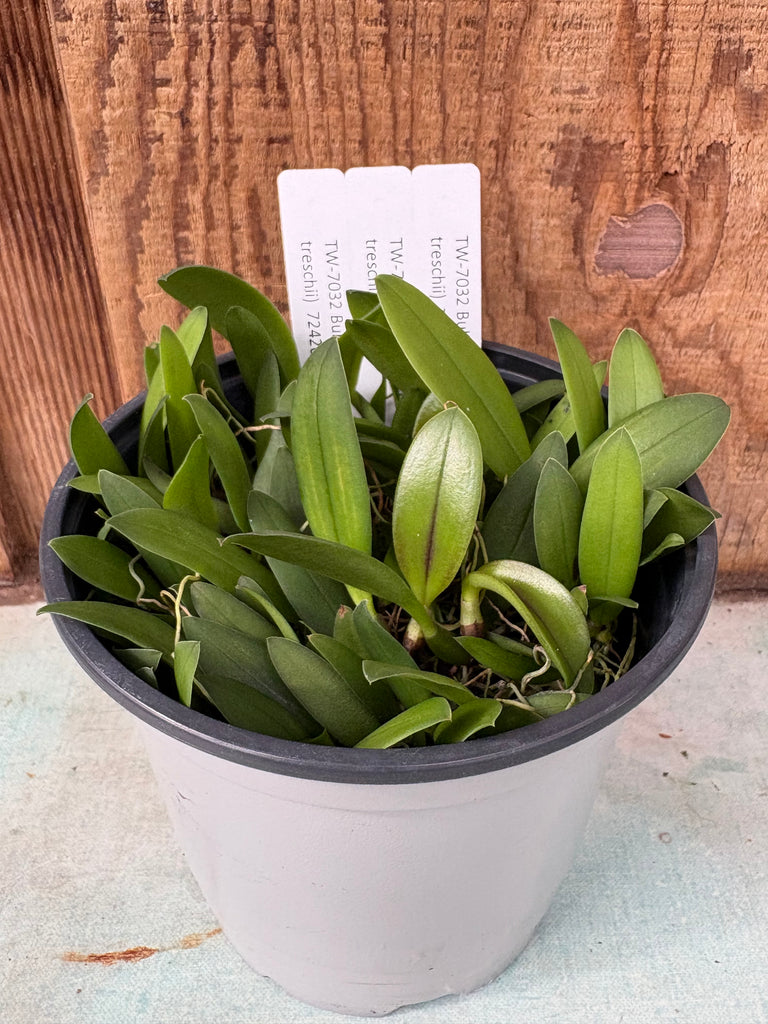 COMPOT Bulbophyllum (makoyanum x treschii)