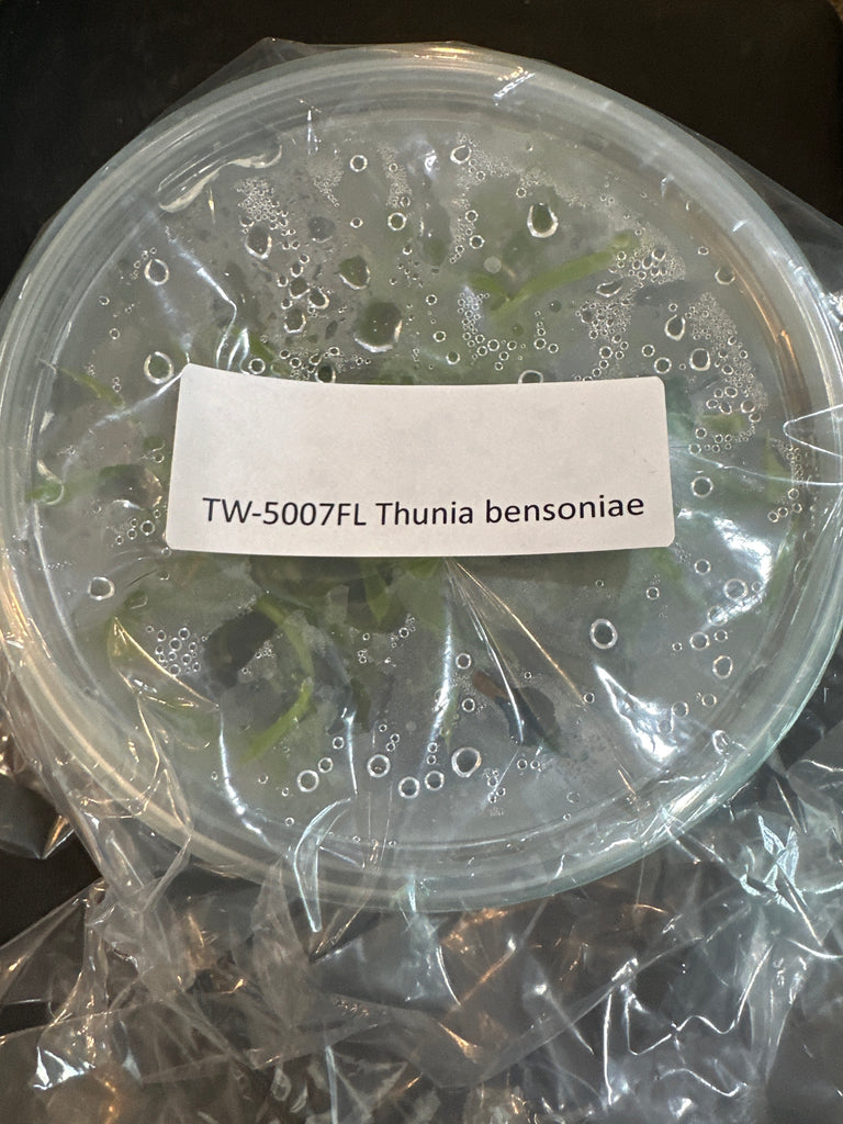 FLASK Thunua bensoniae