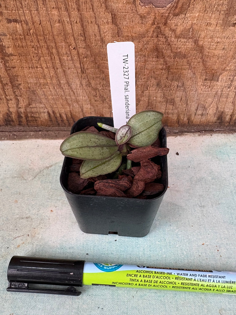 Phalaenopsis sanderiana