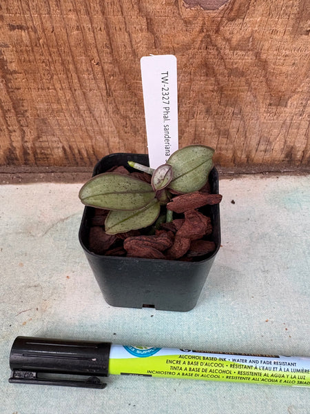 Phalaenopsis sanderiana