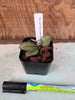Phalaenopsis sanderiana
