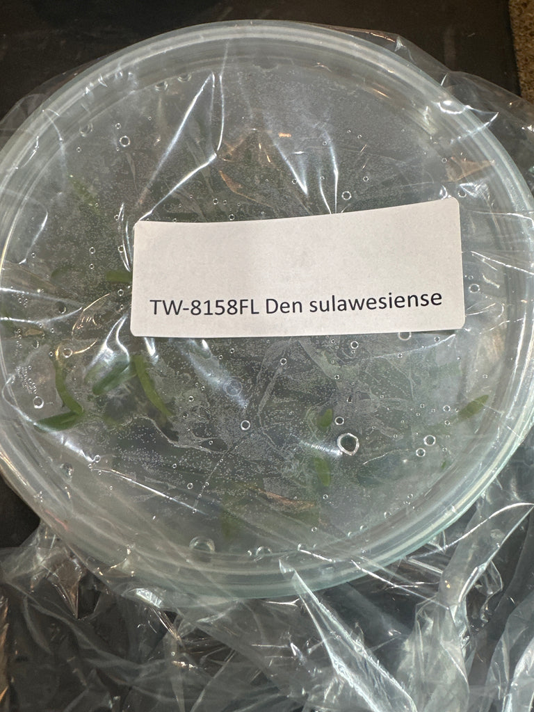 Flask Den sulawesiense