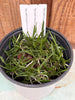 Compot Angraecum peyrotii