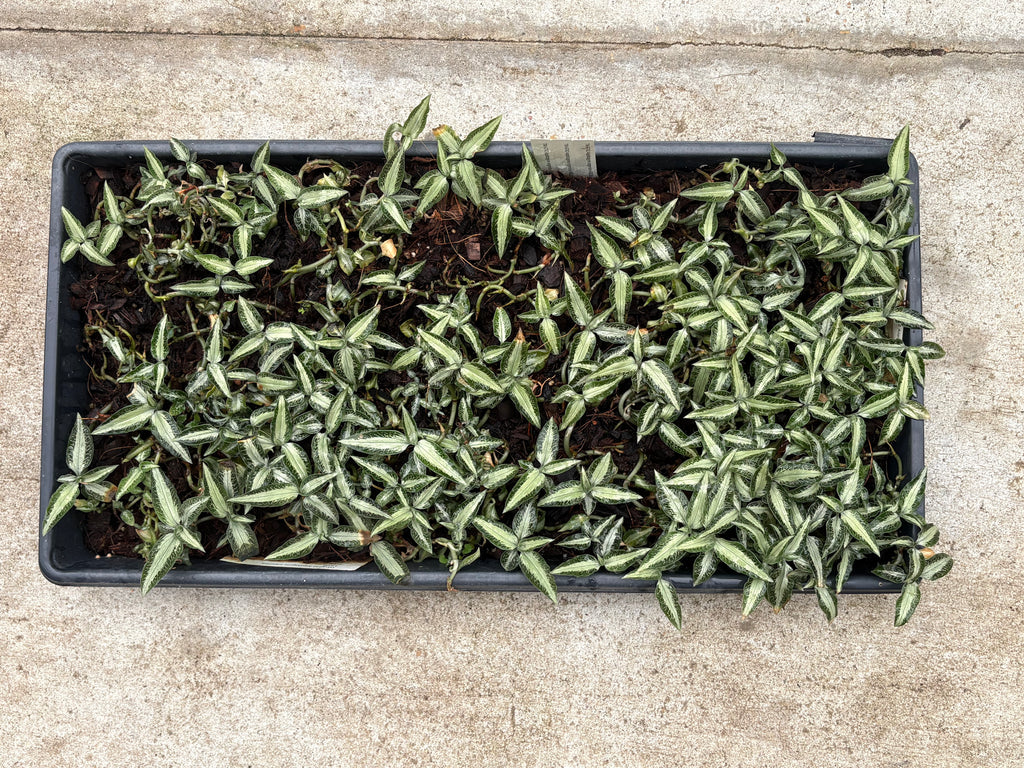 Aspidogyne argentea JEWEL Community Tray