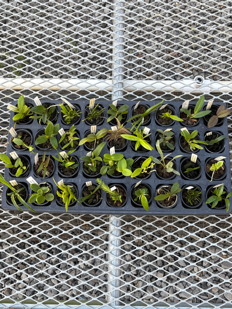 36 Seedlings