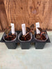 JEWEL ORCHID 3 Pack Aboectochilus roxburghii