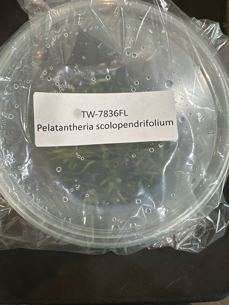 Flask Pelatantheria scolopendrifolium