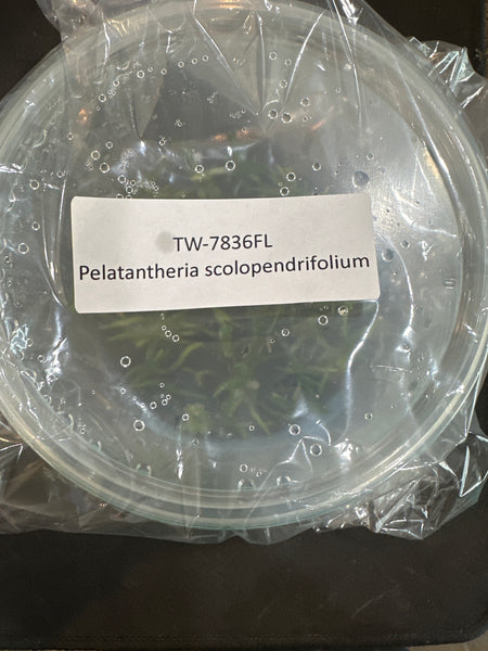 Flask Pelatantheria scolopendrifolium