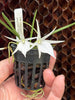 Compot Angraecum peyrotii