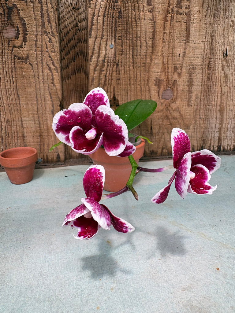 Phalaenopsis Hsinying Lollipop ‘Amethyst’