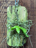 Gastrochilus japonicus
