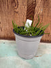 COMPOT Holcoglossum phongii