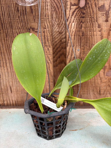 Bulb. Hsinying Grand-arfa