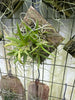 Tolumnia (sylvestris x urophylla) mounted