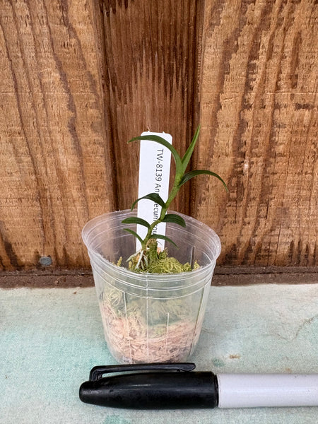 Angraecum coutrixii