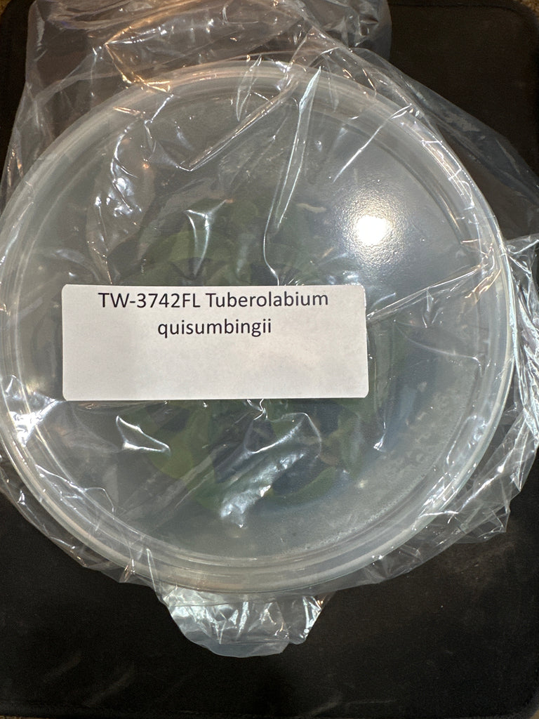 Flask Tuberolabium quisumbingii