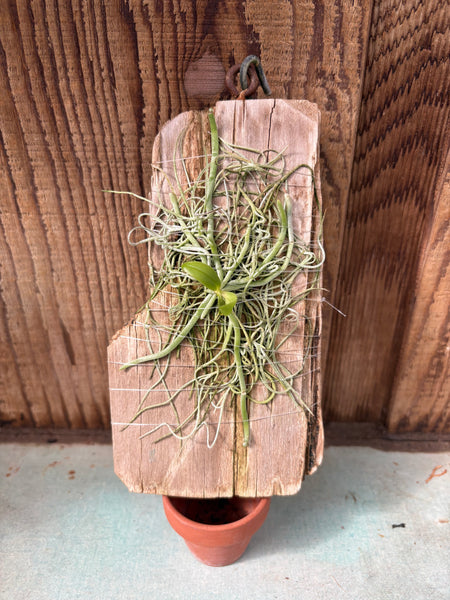 Chiloschista yunnanensis