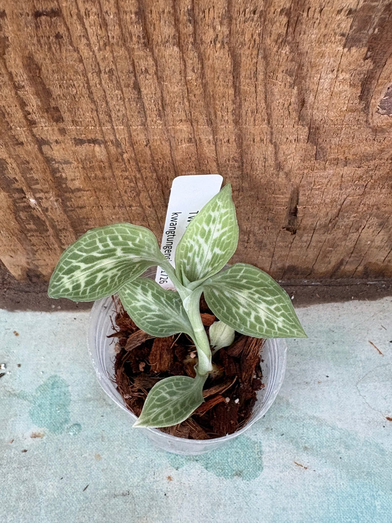 Goodyera kwangtungensis JEWEL Orchid