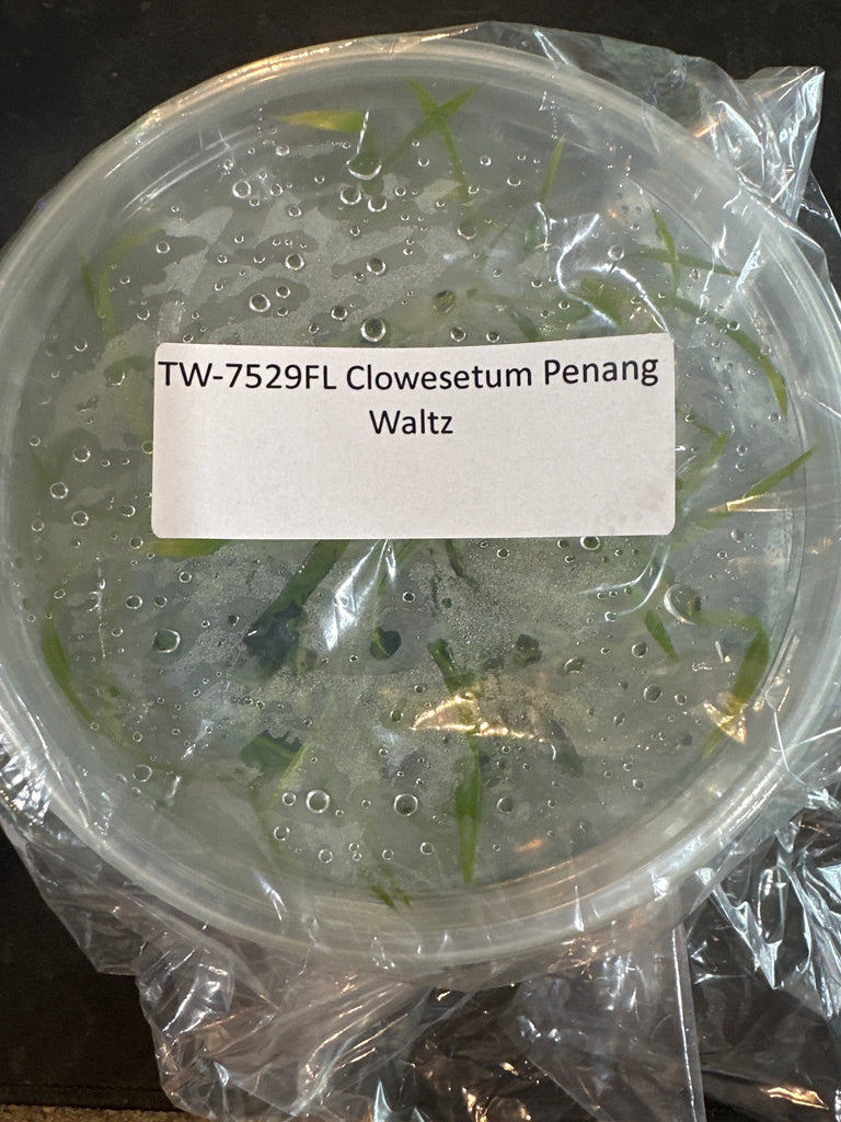 Flask Clowesetum Penang Waltz