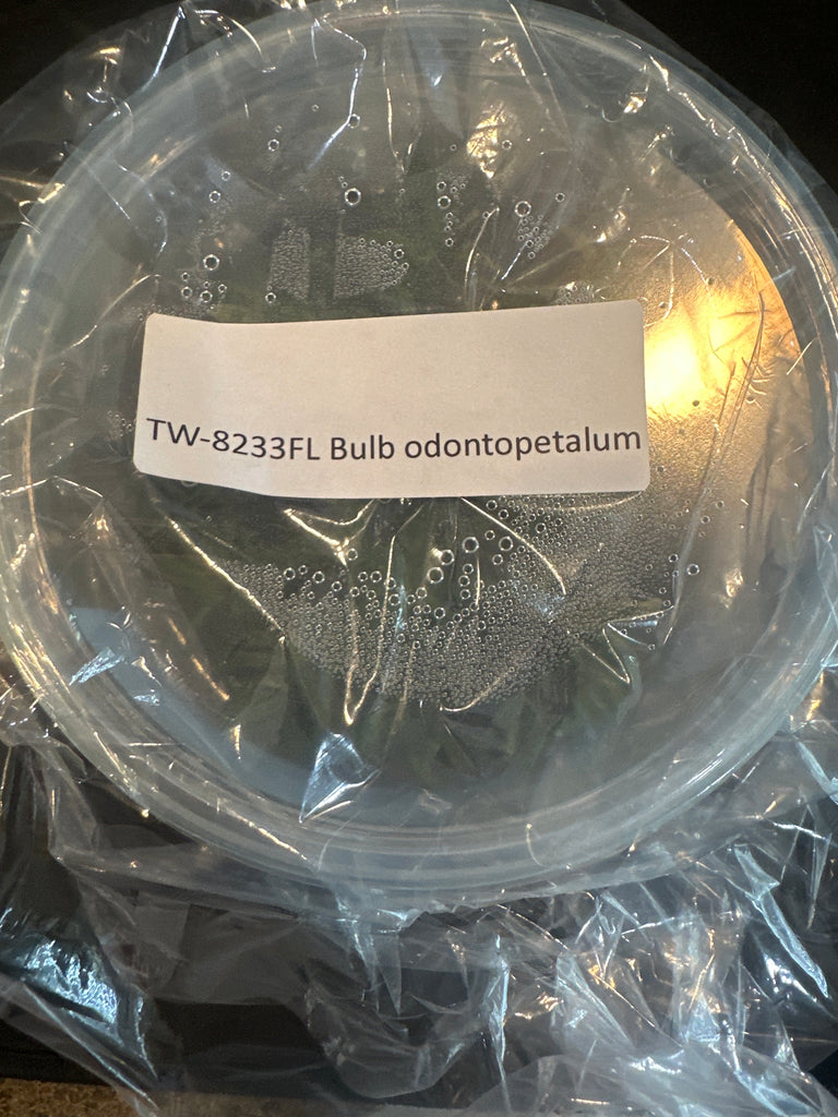 FLASK Bulb odontopetalum