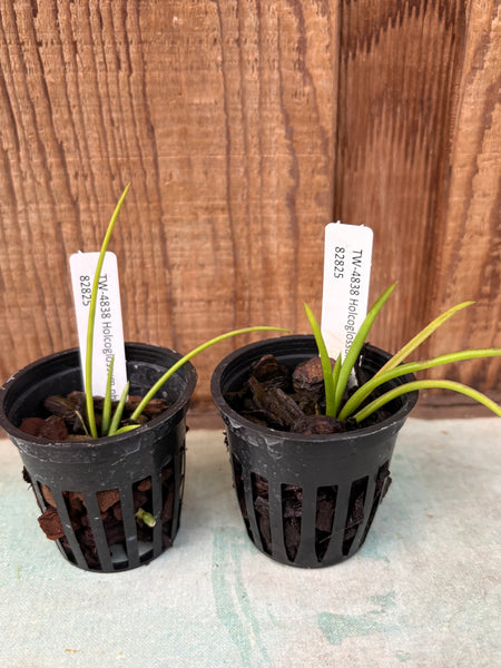 Holcoglossum phongii