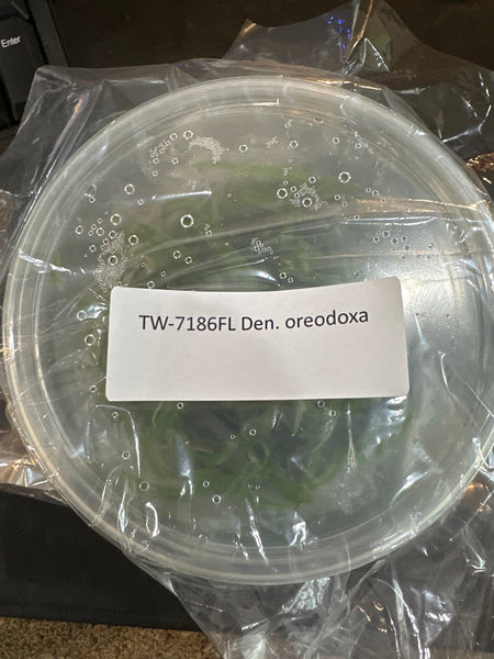 Flask Den. oreodoxa