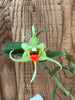Dendrobium tobaense