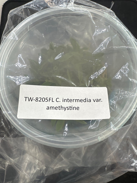 FLASK C intermedia var amethystine