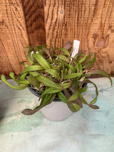 COMPOT-Slc. Itsy Bitsy (Laelia alaorii x Sc. Beaufort)