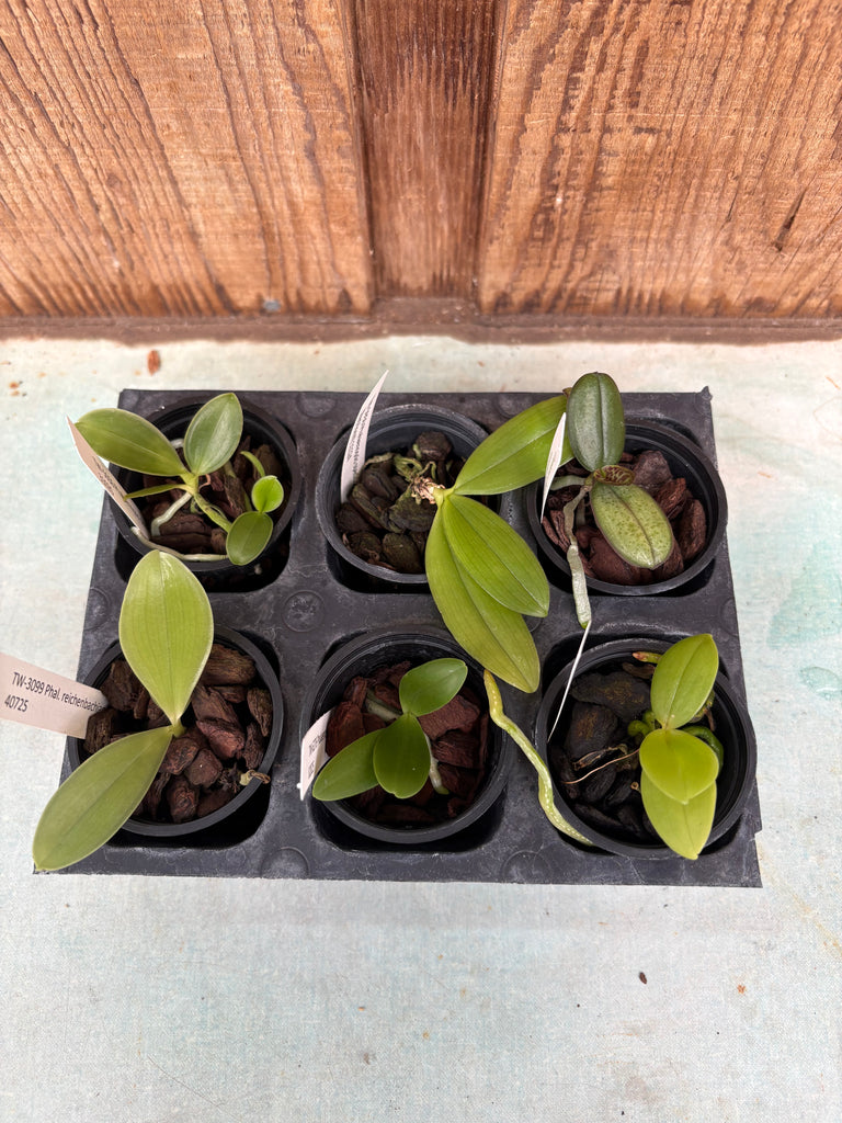 Phal. 6 Pack Species Sampler