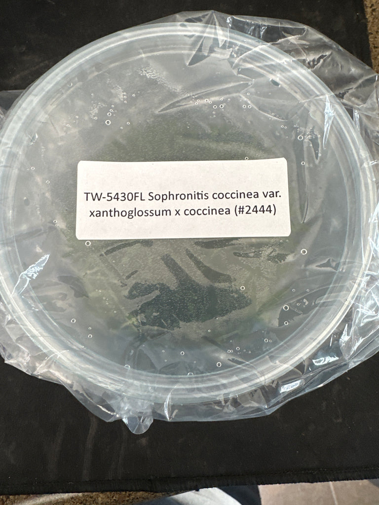 Flask Sophronitis coccinea var xanthoglossum x coccinea (#2444)