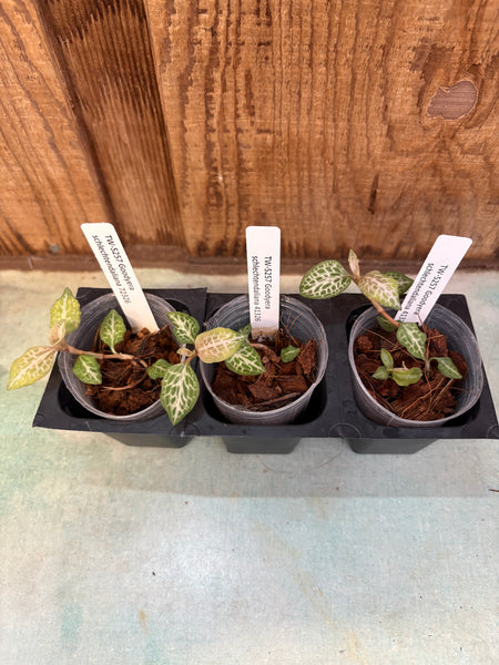 JEWEL ORCHID 3 Pack Goodyera schlectendaliana