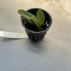 Bulb. fletcherianum