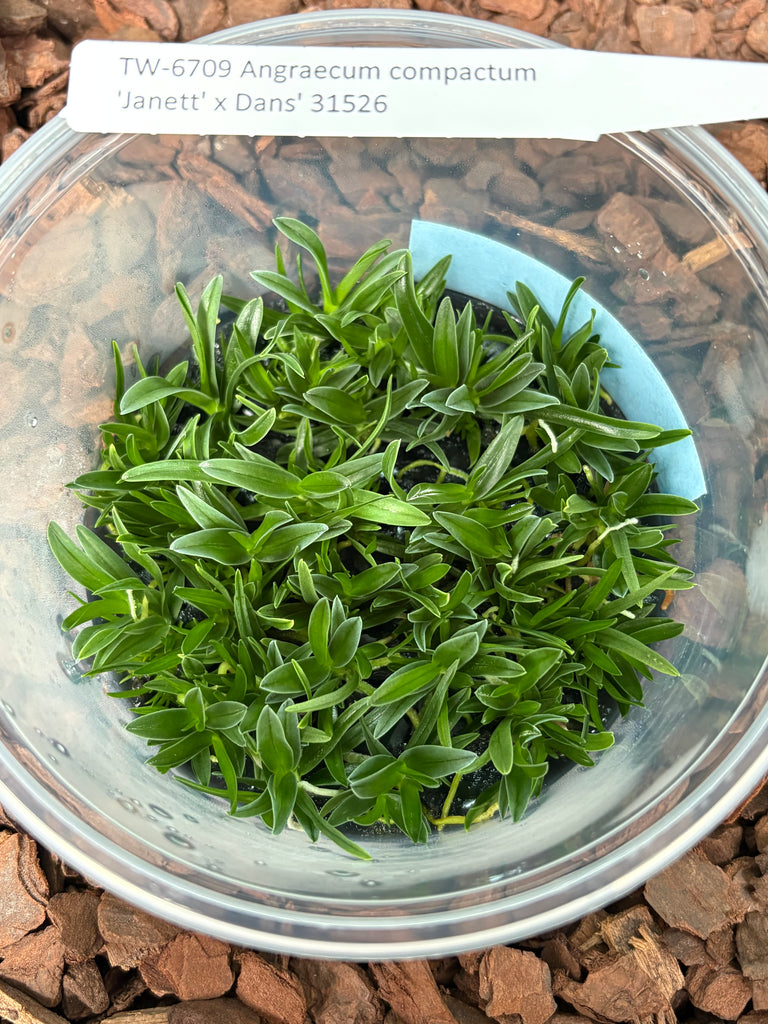FLASK Angraecum compactum 'Janett' x Dans'