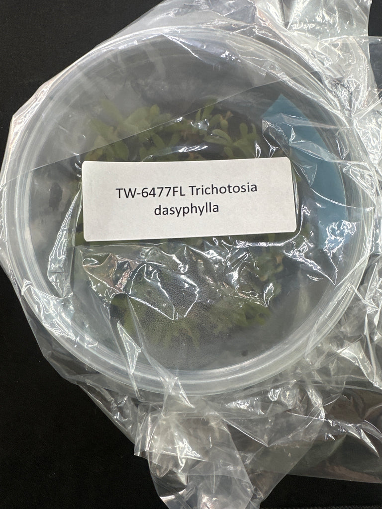 FLASK Trichotosia dasyphylla