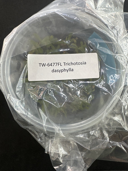 FLASK Trichotosia dasyphylla
