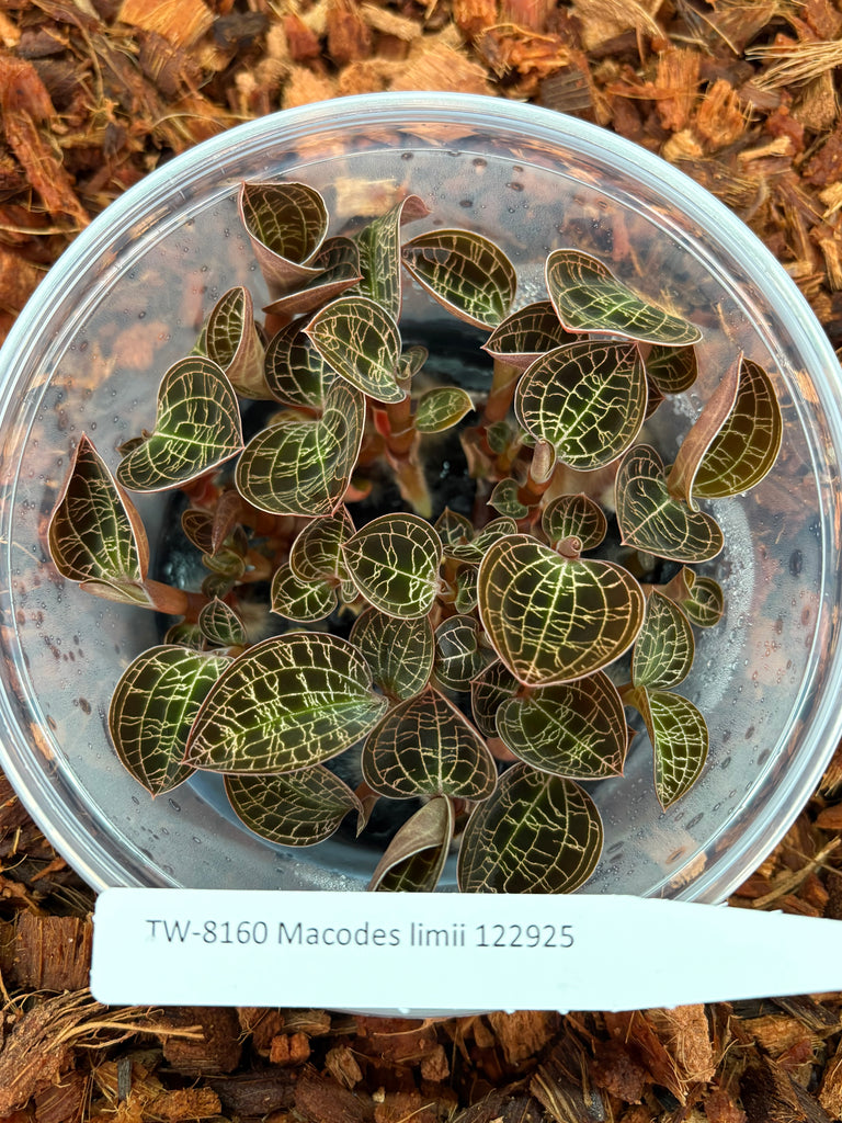 Flask Jewel Macodes limii